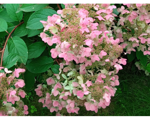 Гортензия метельчатая Wim’s Red - саженец