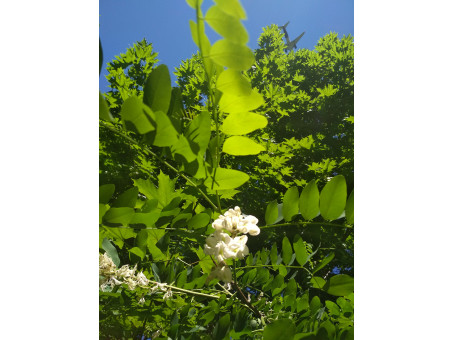 Робиния ложноакациевая (Белая акация) - саженец