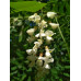 Робиния лжеакация (белая акация) - Robinia pseudoacacia