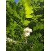 Робиния лжеакация (белая акация) - Robinia pseudoacacia
