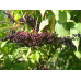 Бузина чёрная - Sambucus nigra
