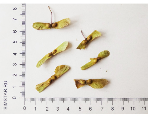 Клён ложнозибольдов - Acer pseudosieboldianum