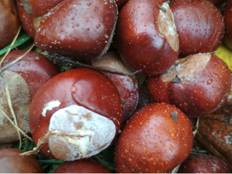 Каштан конский - Aesculus hippocastanum