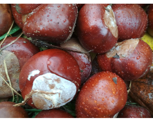 Каштан конский - Aesculus hippocastanum