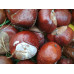 Каштан конский - Aesculus hippocastanum