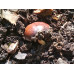 Каштан конский - Aesculus hippocastanum