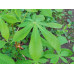 Каштан конский - Aesculus hippocastanum
