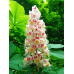 Каштан конский - Aesculus hippocastanum
