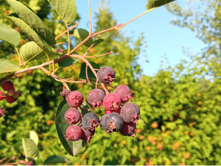 Ирга обыкновенная (круглолистная) - Amelanchier ovalis