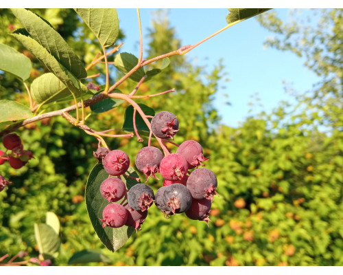 Ирга обыкновенная (круглолистная) - Amelanchier ovalis