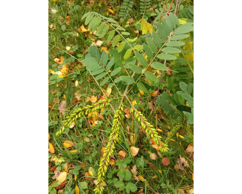 Аморфа кустарниковая - Amorpha fruticosa