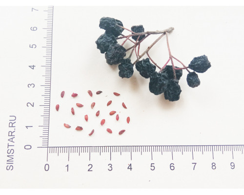 Черноплодная рябина (Арония)  - Aronia melanocarpa