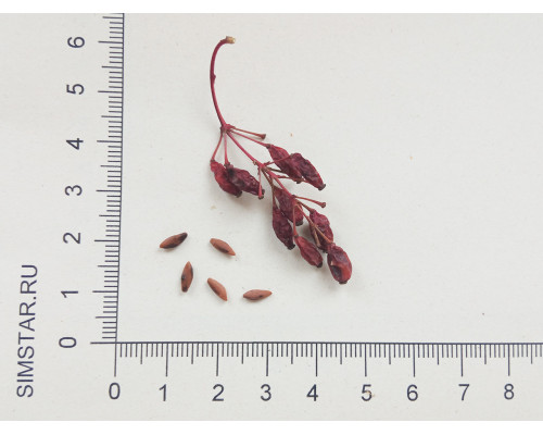 Барбарис обыкновенный - Berberis vulgaris