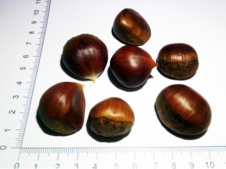 Каштан съедобный - Castanea sativa