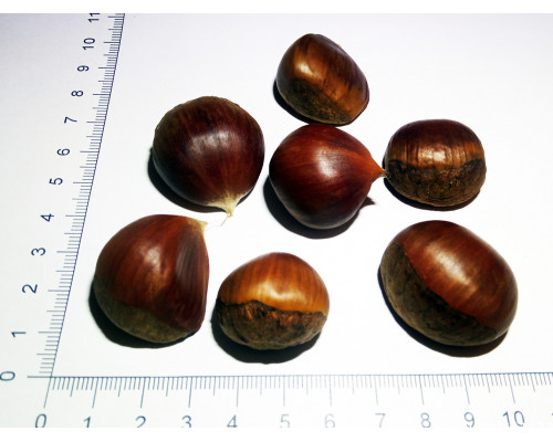 Каштан съедобный - Castanea sativa