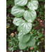 Багрянник величественный - Cercidiphyllum magnificum