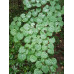 Багрянник величественный - Cercidiphyllum magnificum