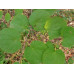 Багрянник величественный - Cercidiphyllum magnificum