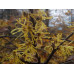 Гамамелис виргинский - Hamamelis virginiana