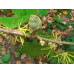 Гамамелис виргинский - Hamamelis virginiana