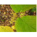 Гамамелис виргинский - Hamamelis virginiana