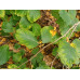 Гамамелис виргинский - Hamamelis virginiana