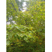 Гамамелис виргинский - Hamamelis virginiana