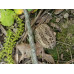 Серый орех  - Juglans cinerea