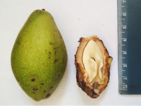 Серый орех  - Juglans cinerea