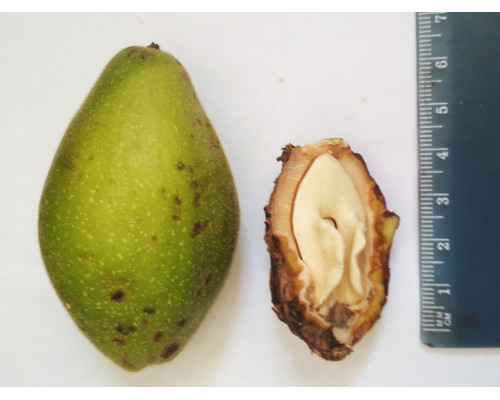 Серый орех  - Juglans cinerea