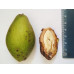 Серый орех  - Juglans cinerea