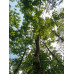 Маньчжурский орех  - Juglans mandshurica