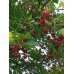 Черемуха пенсильванская - Prunus pennsylvanica