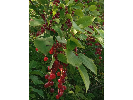 Черемуха пенсильванская - Prunus pennsylvanica