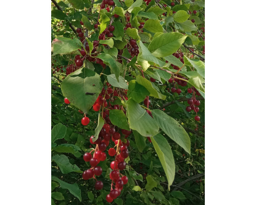 Черемуха пенсильванская - Prunus pennsylvanica