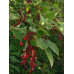 Черемуха пенсильванская - Prunus pennsylvanica