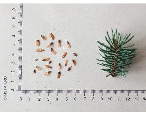 Ель голубая (ель колючая) f. Glauca - Picea pungens