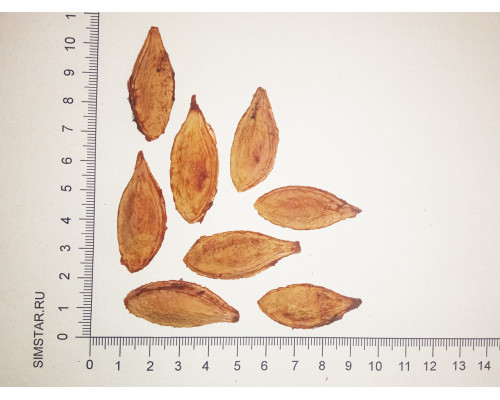 Слива домашняя Венгерка - Prunus domestica Vengerka