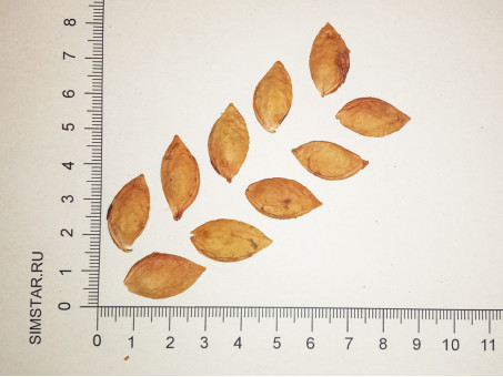 Слива домашняя жёлтая - Prunus domestica 