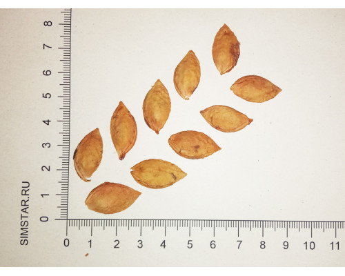 Слива домашняя жёлтая - Prunus domestica 