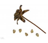 Сильфия пронзённолистная - Silphium perfoliatum