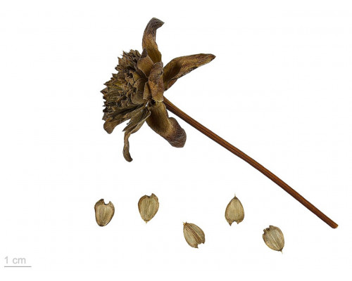 Сильфия пронзённолистная - Silphium perfoliatum