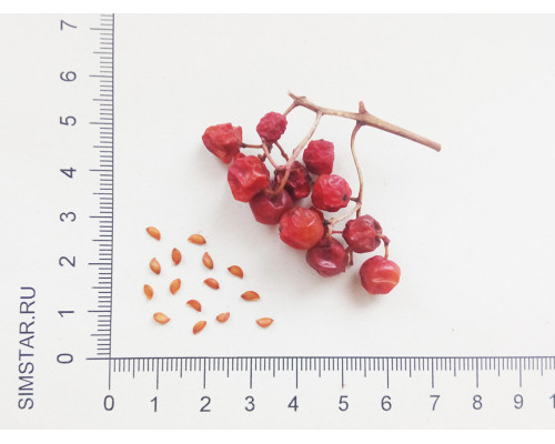 Рябина обыкновенная - Sorbus aucuparia