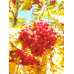 Рябина обыкновенная - Sorbus aucuparia