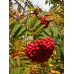 Рябина обыкновенная - Sorbus aucuparia