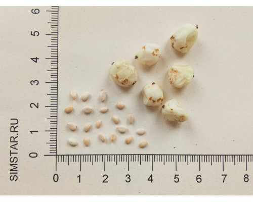 Снежноягодник белый - Symphoricarpos albus