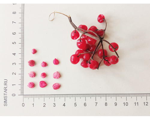 Калина обыкновенная - Viburnum Opulus